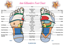 Gillanders Reflexology Chart